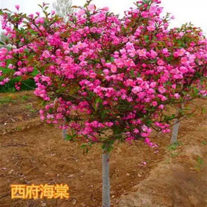 高杆海棠树苗西府海棠垂丝海棠北美海棠花卉庭院别墅地栽耐寒植物