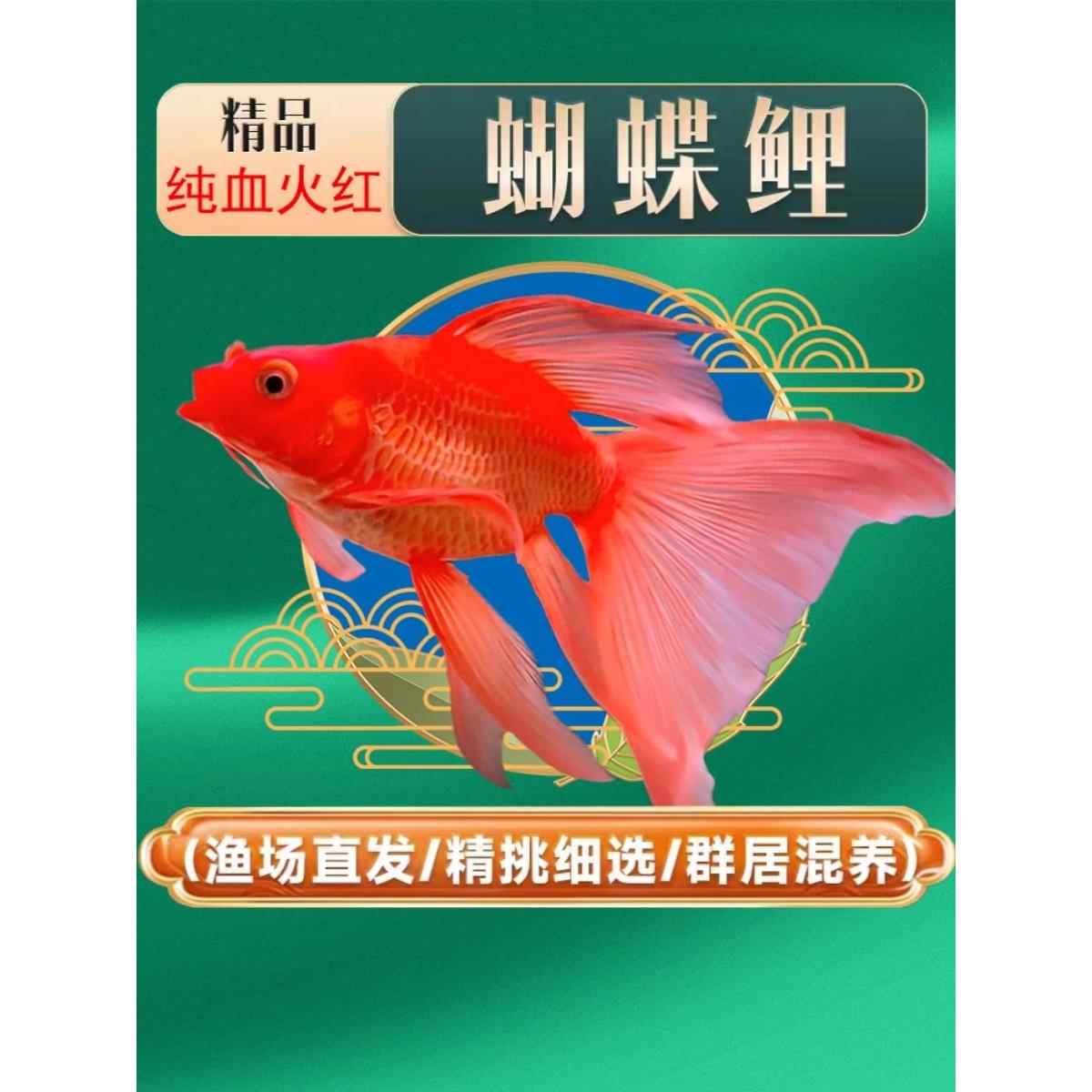 彩色蝴蝶鲤红色球体短身大鳍大尾观赏鱼鱼苗活体直销冷水锦鲤