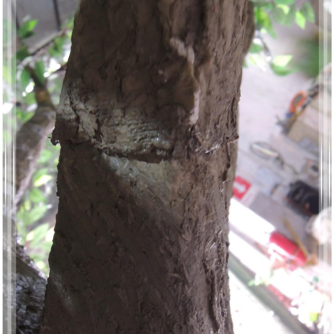 厂家销007工艺直仿榕树真园林景观树品户外造景树无需养护好打理