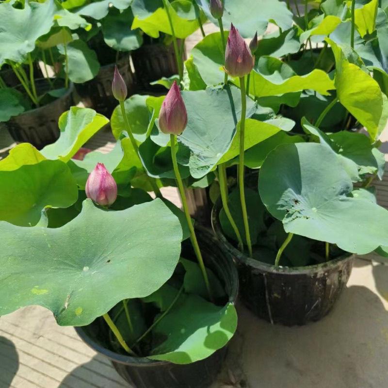 盆栽莲花池塘荷花原盆原发货庭院带水生植物睡莲花苞土大盆阳台