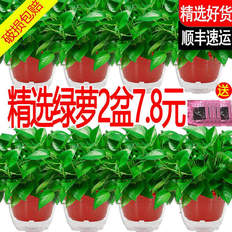 黄金葛盆栽室内新房家用绿植花卉办公室客厅植物大叶长藤垂吊黄金