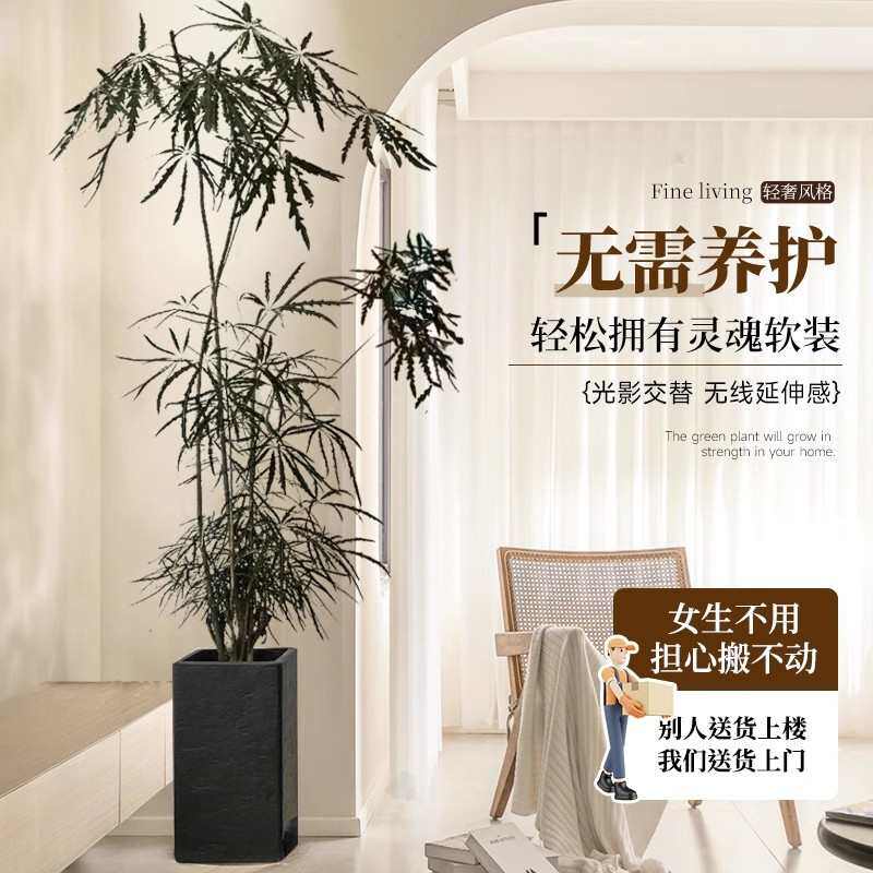 孔雀木绿植室内客厅大型植物办公室落地式大盆栽真花好养大号禄植