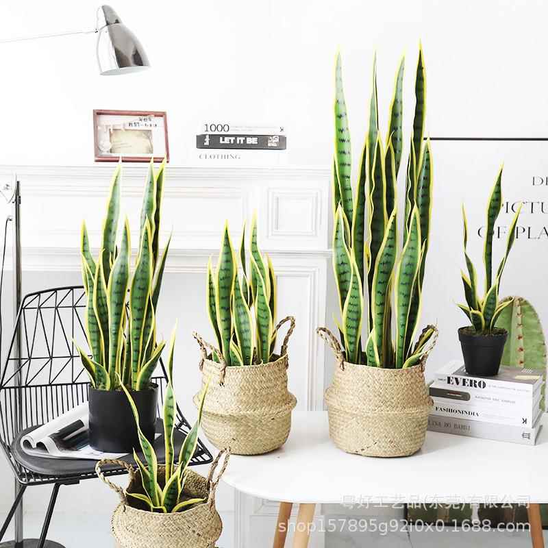 仿真金边虎皮兰蝴蝶兰盆栽假绿植装饰落地热带沙漠仿生植物摆件