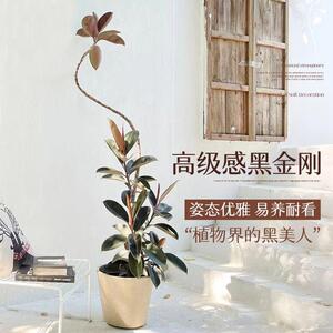 造型黑金刚橡皮树客厅大型盆栽办公室内四季好养绿植落地盆景真树