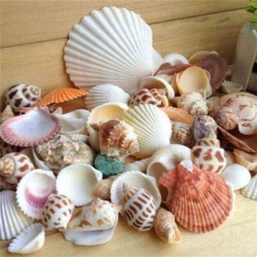 100g Beach SeaShells Mix Sea Shells Shell Craft SeaShell Aqu