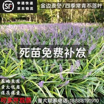 金边麦冬草日本矮麦冬草苗玉龙草庭院绿化四季常青草皮细叶麦冬草