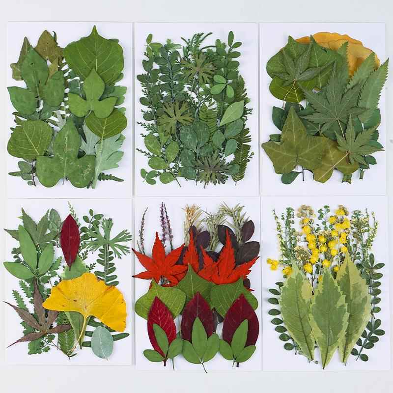 天然树叶植物标本幼儿园手工diy材料包干 干树叶组合包滴胶拍摄道