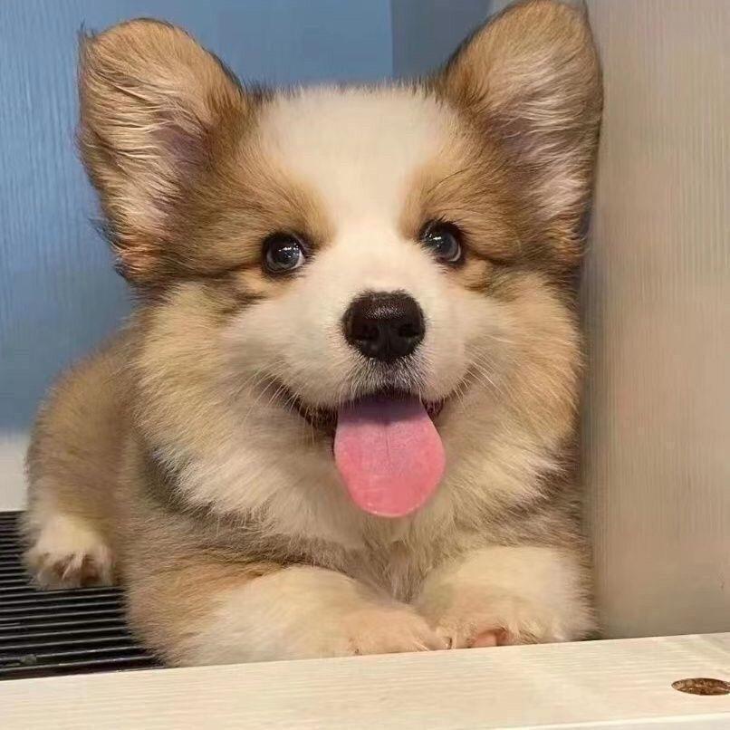柯基幼犬小型犬宠物狗活物真狗黑白可爱网红三色小短腿小温顺狗狗