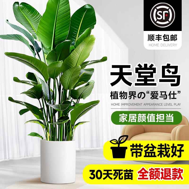 天堂鸟可开花室内盆栽绿植大型客厅植物落地真树办公室鹤望兰花卉
