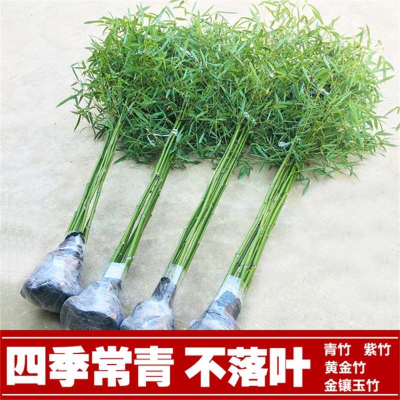 耐寒竹子苗庭院四季青竹苗紫竹苗盆栽篱笆竹苗地栽绿化苗别墅围墙