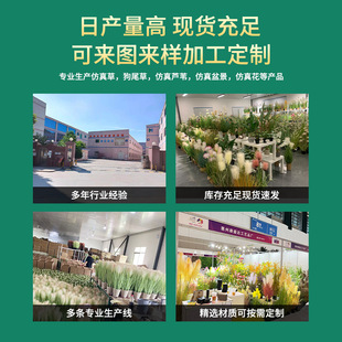 真植物洋仿仿真花 8葱草芦苇韭菜花狗尾巴头蕾丝花真盆栽货源头仿