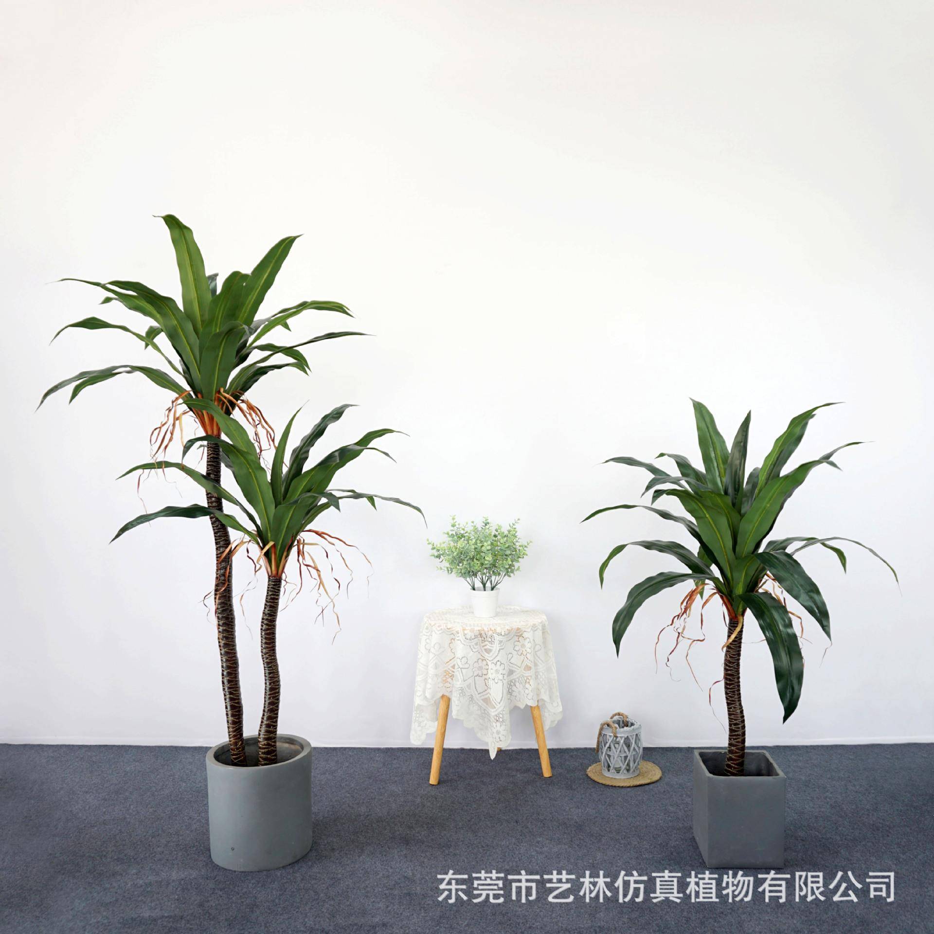植仿铁真铁树绿酒店20230727客厅室内大型落地植物装饰花草盆栽西