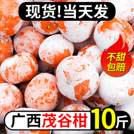 广西武鸣茂谷柑9斤新鲜大果石灰脏脏柑橘，当季水果橘子整箱10