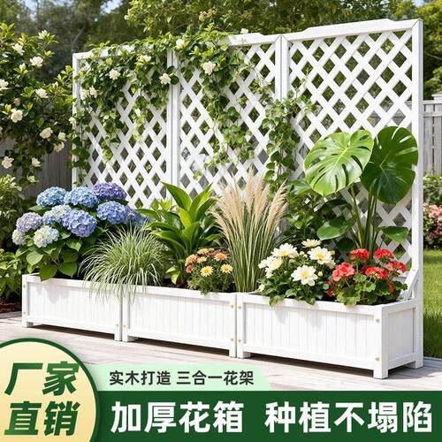 白色盆爬藤月季LAZ花实木阳种台花架架户外庭院植箱隔断栅栏围栏