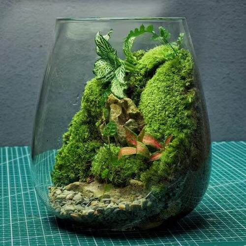 送5祇辣椒蟹苔藓微景观蟹缸盆栽植物桌面生态瓶真植物正品包邮