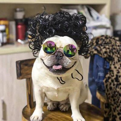 Pet Wigs Cosplay Props Dog Cat Cross-Dressing Hair Set Photo