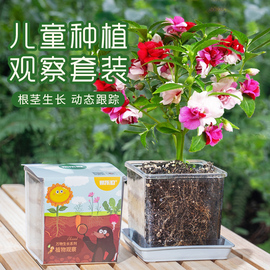 凤仙花种籽套装小学生科学实验观察指甲花儿童种植小盆栽植物种子