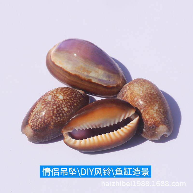 天然海螺贝壳工艺品紫色雪山宝螺手工课材料家居收藏饰品