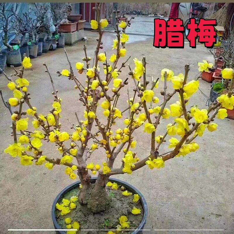 腊梅花树苗盆栽丛生地载庭院风景树耐寒红梅矮化老桩原生素心蜡梅