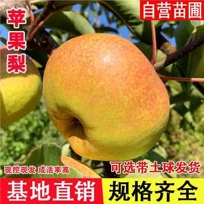 苹果梨树果苗东北冻梨苗嫁接脆甜晚熟香酥梨南北方当年结果果树苗