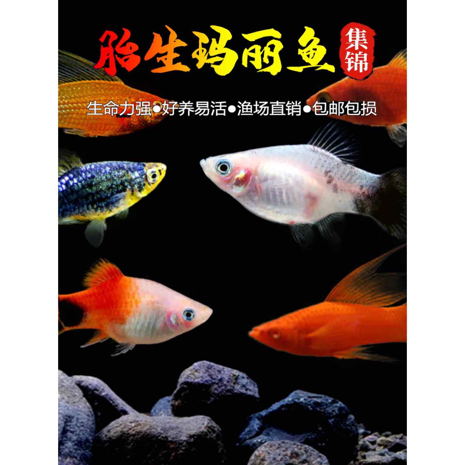 玛丽鱼米奇鱼红箭鱼胎生皮球孕鱼下崽狂魔热带鱼包邮繁殖月光鱼