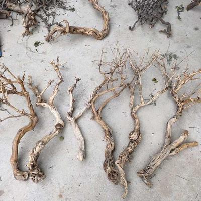 造型树干树桩金银花干支造景材料造型树枝树杈造型干支干支树枝