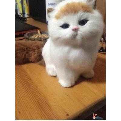 会叫动尾巴仿真猫咪毛绒玩具小花猫玩偶公仔模型儿童生日礼物