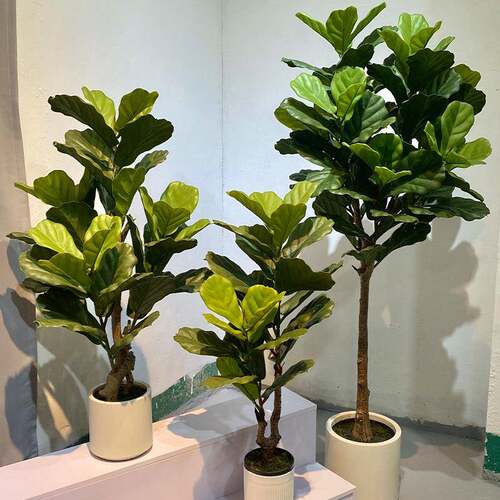 仿真绿植琴叶榕落地盆栽·室内大型摆件装饰仿真植物假树