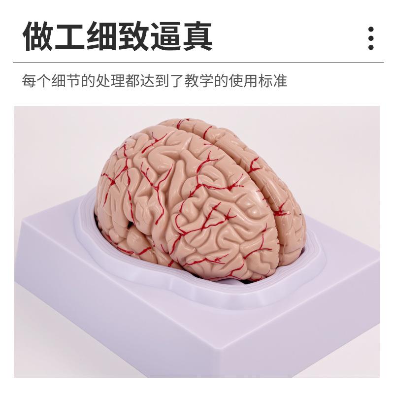 脑模型脑功能区域色分模型人体大脑解剖模型人脑动脉构造脑神经