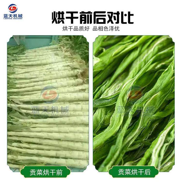 网带贡烘干机 大型菜连续式山蜇苔菜干蔬LT-WDGCH清洗切条整干燥