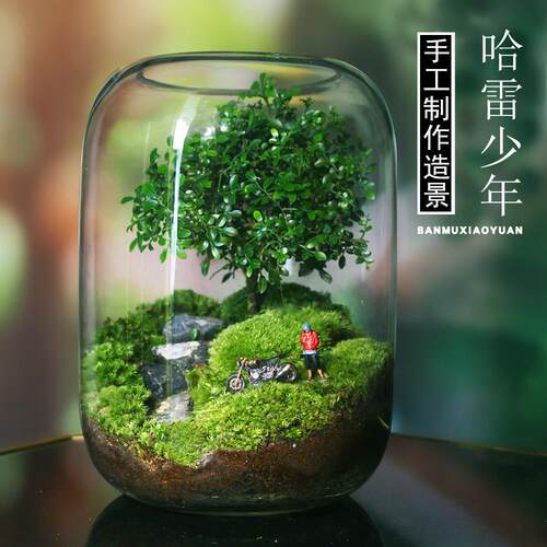 新款创意苔藓微景观办公室室内桌面迷你盆栽绿植生态瓶造景人偶模