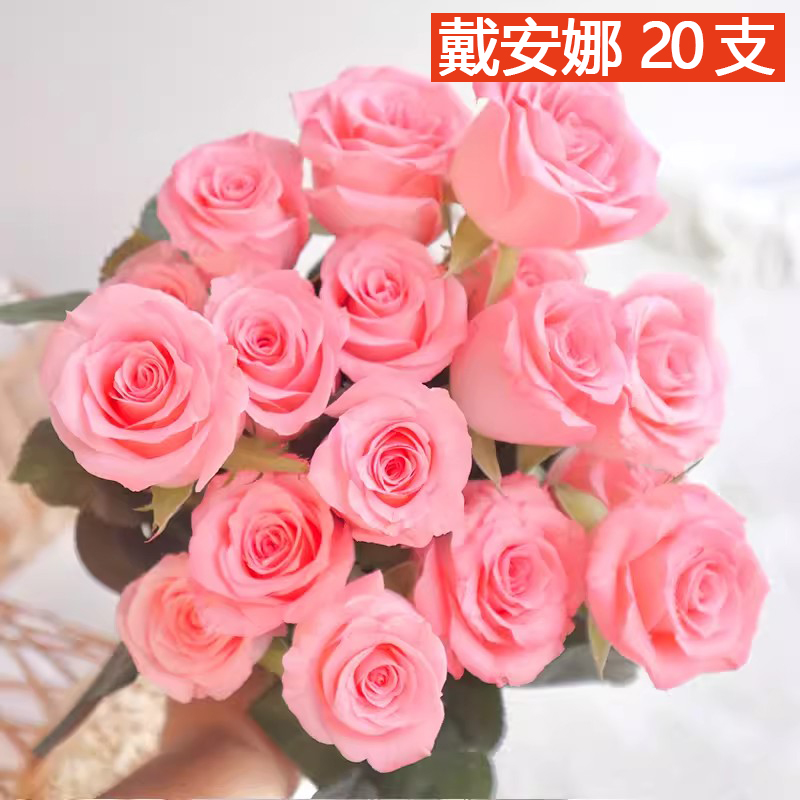 戴安娜粉色玫瑰花斗南鲜花基地直发昆明花卉市场批鲜切花发黛安娜