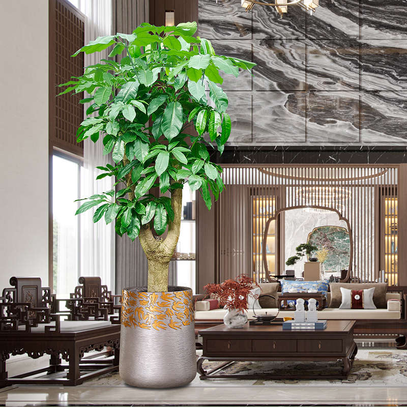 别墅大型大叶伞树盆栽发财树植物公司办公室绿植室内客厅好养真花