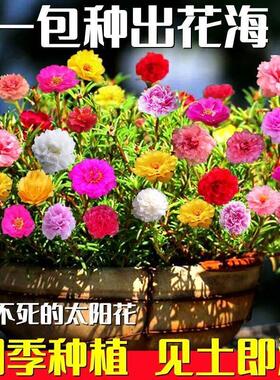 太阳花花籽种孑四季不断花种子七彩易活矮花卉花籽室外