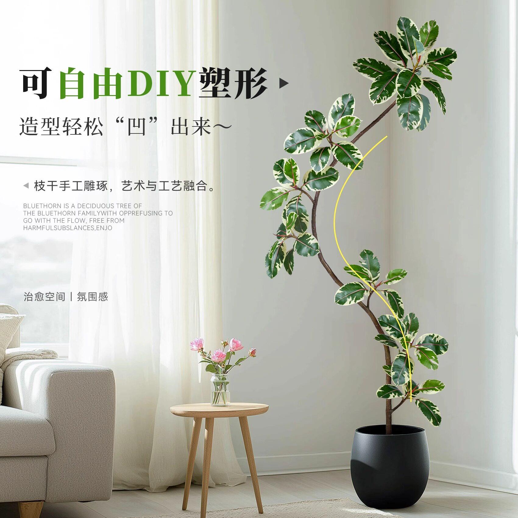 彷真绿简植物橡皮树黑刚金花叶榕极风室内客厅沙发旁高色级感落IW
