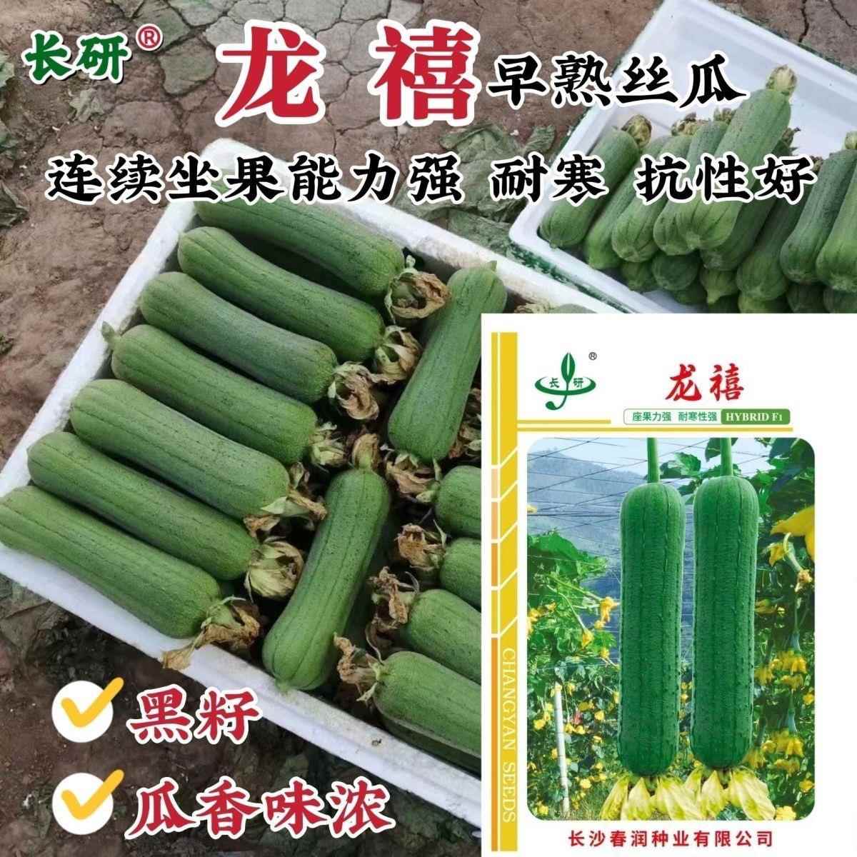 龙禧香嫩肉丝瓜种子短棒