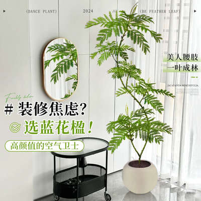 蓝花楹绿植室内大型盆栽办公室高级感植物客厅落地式真花四季好养