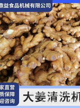 果蔬气泡清洗机  全自动大姜清洗机 大姜清洗机 清洗机设备