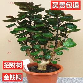 金钱兜福禄桐盆栽植物室内招财树发财树圆叶钱多多绿植花卉盆景