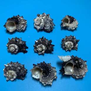 黑海马螺天然贝壳海螺鱼缸水族造景手工艺品制作原料厂家批发