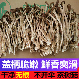 广昌剪根茶树菇新货不开伞500g 新鲜剪脚干茶树菇干货一斤不开膜