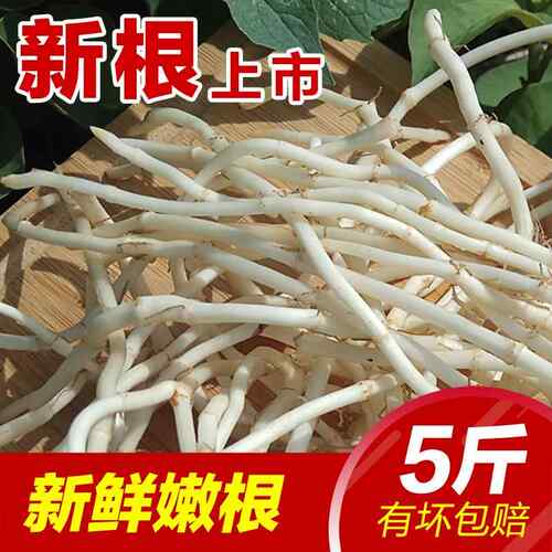 鱼腥草新根凉拌折耳根折儿根 新鲜嫩根现挖节节根侧耳根嫩5斤