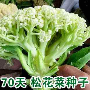 新松青梗松花菜種子70天散花耐熱耐寒春季 蔬菜花菜種子 四季 秋季