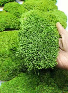 永生白发藓大灰藓植物墙苔藓背景墙装饰微景观软装设计块状不掉色