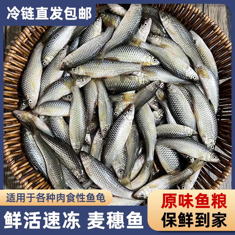 麦穗鱼小罗汉泥鳅段养殖淡水鱼柳条鱼食蚊鱼小杂鱼冰鲜山根鱼龟粮