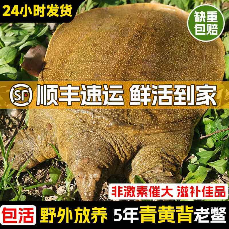 甲鱼鲜活生态野外生长中华老鳖本地外塘公母水鱼活体团鱼食用王八