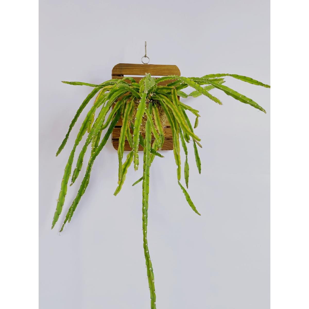 三角丝苇可全日照好养耐晒垂藤仙人掌科植物云南发货植如初见