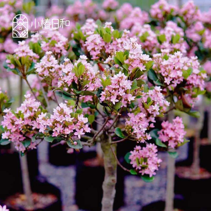 小椿日和 粉花石斑木Rhaphiolepis indica车轮梅花园耐旱耐寒常绿