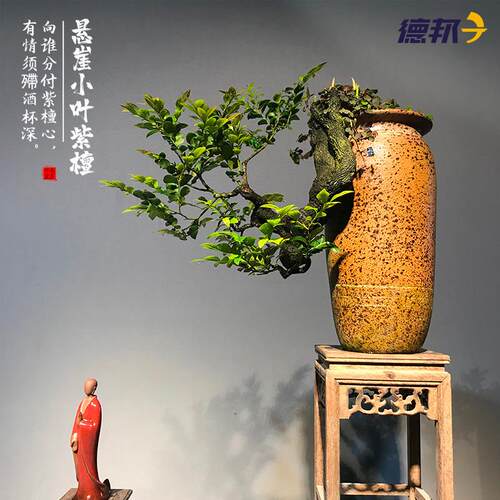 小叶紫檀盆景树苗花卉盆栽办公室植物悬崖临水造型精品桌面绿植