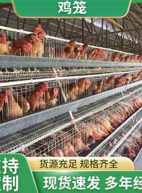 广州出口A字架子阶梯结构蛋鸡笼镀锌防锈倾斜自动滚蛋设计养鸡笼